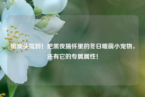 详细阅读:黑炭头驾到!把黑夜揣怀里的冬日暖萌小宠物,还有它的专属属性! 黑炭头驾到!把黑夜揣怀里的冬日暖萌小宠物,还有它的专属属性!