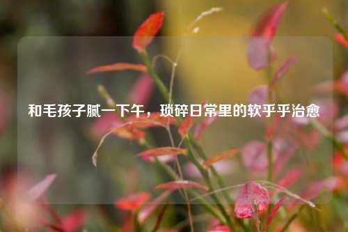和毛孩子腻一下午,琐碎日常里的软乎乎治愈