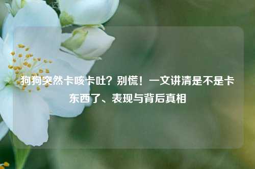 狗狗突然卡咳卡吐?别慌!一文讲清是不是卡东西了、表现与背后真相