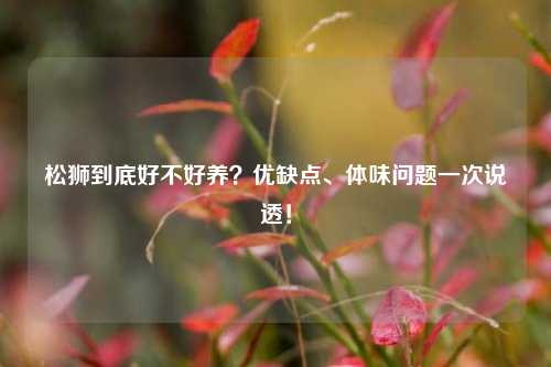 松狮到底好不好养?优缺点、体味问题一次说透!
