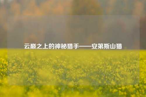 云巅之上的神秘猎手——安第斯山猫