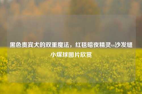 黑色贵宾犬的双重魔法,红毯暗夜精灵vs沙发缝小煤球图片欣赏