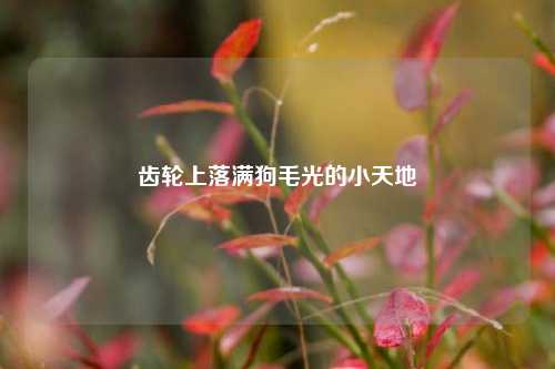 齿轮上落满狗毛光的小天地