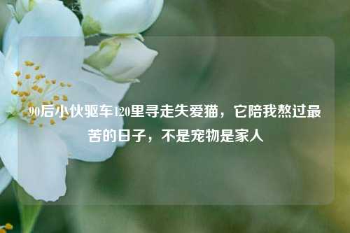 90后小伙驱车120里寻走失爱猫,它陪我熬过最苦的日子,不是宠物是家人