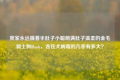 我家永远揣着半肚子小聪明满肚子温柔的金毛骑士狗Hank,含狂犬病毒的几率有多大?