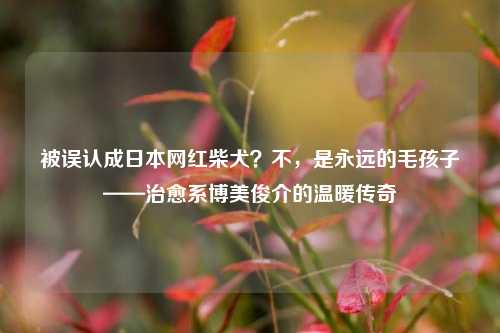 被误认成日本网红柴犬?不,是永远的毛孩子——治愈系博美俊介的温暖传奇
