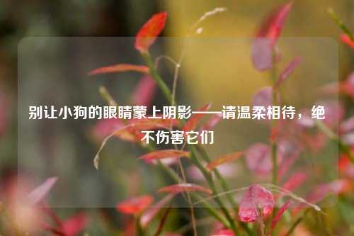别让小狗的眼睛蒙上阴影——请温柔相待，绝不伤害它们