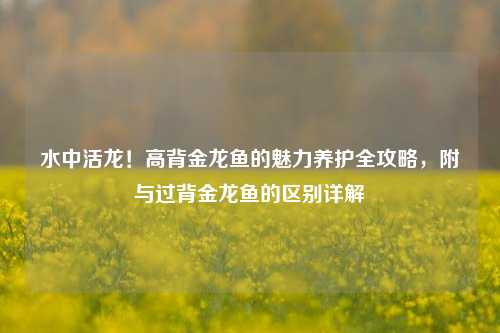 水中活龙!高背金龙鱼的魅力养护全攻略,附与过背金龙鱼的区别详解