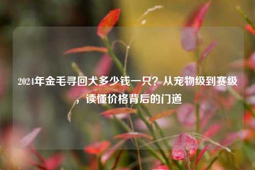2024年金毛寻回犬多少钱一只?从宠物级到赛级,读懂价格背后的门道