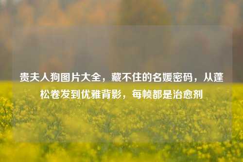 贵夫人狗图片大全,藏不住的名媛密码,从蓬松卷发到优雅背影,每帧都是治愈剂