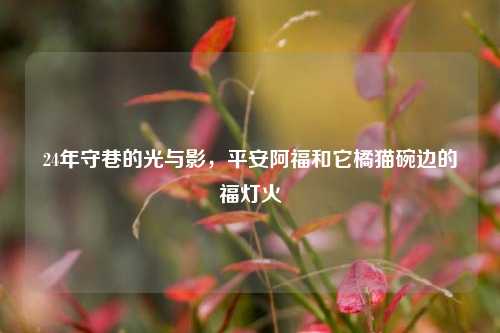24年守巷的光与影,平安阿福和它橘猫碗边的福灯火