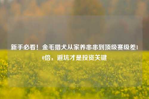 新手必看!金毛猎犬从家养串串到顶级赛级差10倍,避坑才是投资关键