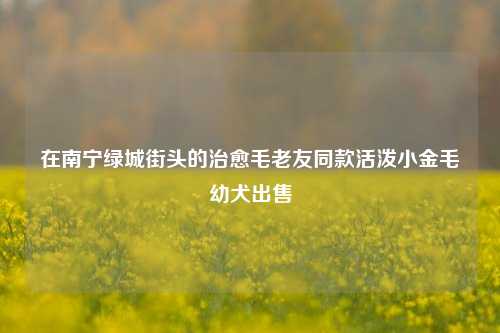 在南宁绿城街头的治愈毛老友同款活泼小金毛幼犬出售