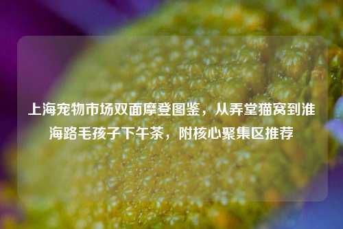 上海宠物市场双面摩登图鉴,从弄堂猫窝到淮海路毛孩子下午茶,附核心聚集区推荐