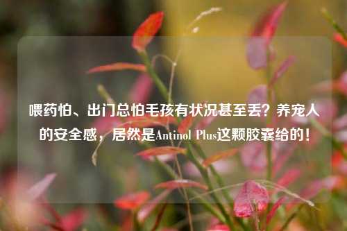 喂药怕、出门总怕毛孩有状况甚至丢?养宠人的安全感,居然是Antinol Plus这颗胶囊给的!