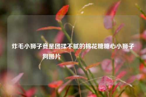 炸毛小狮子竟是团揉不腻的棉花糖糖心小狮子狗图片🍬🐶