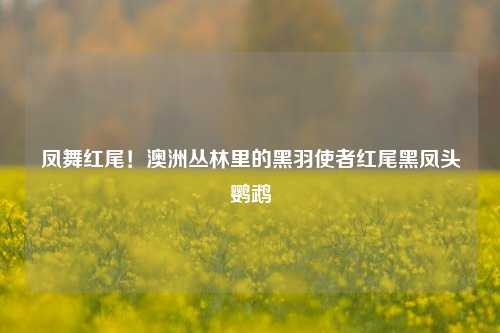 凤舞红尾!澳洲丛林里的黑羽使者红尾黑凤头鹦鹉